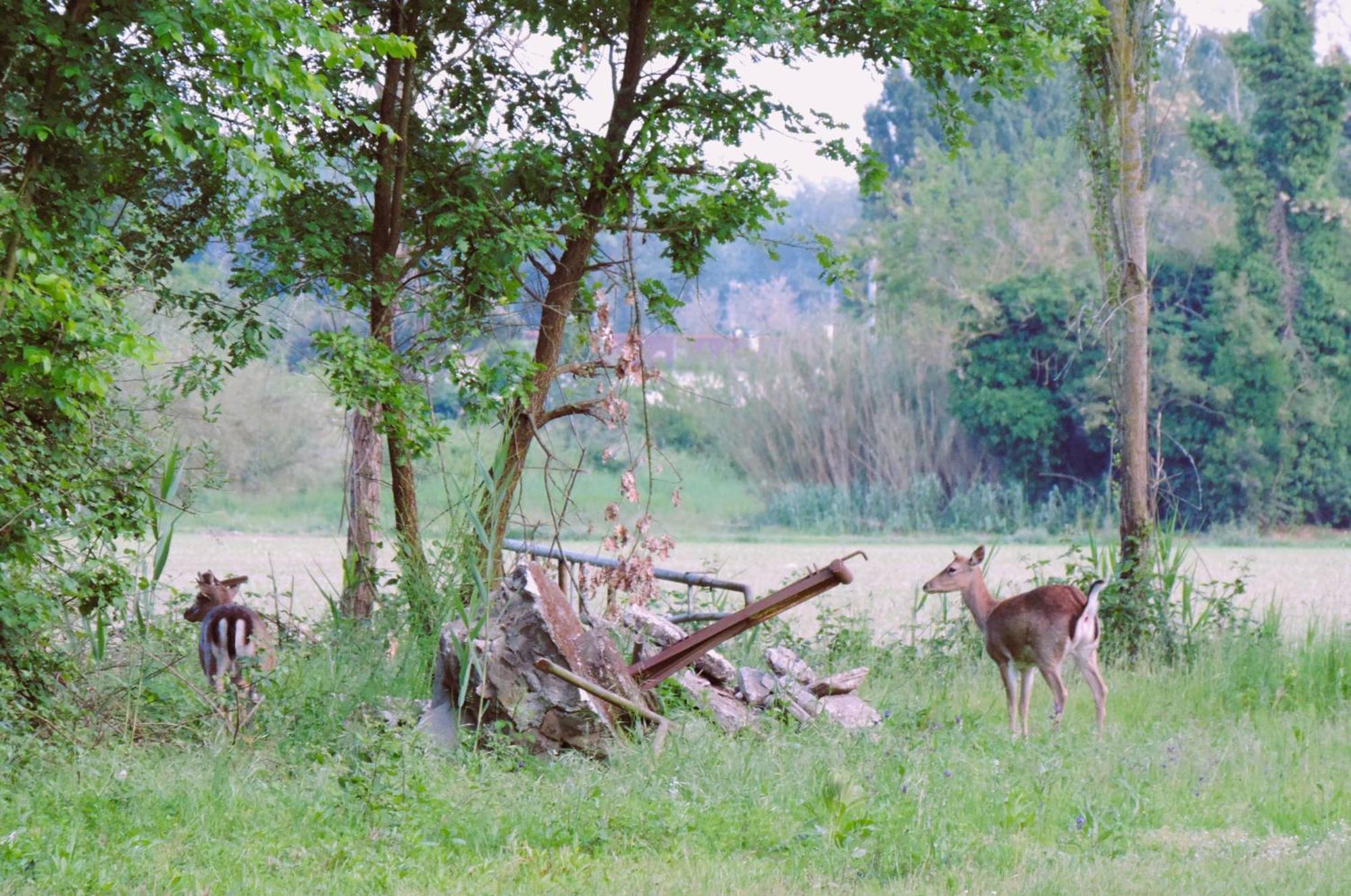 Agriturismo Valle Isola "La Tana Del Gusto" Villa Comacchio Exterior photo